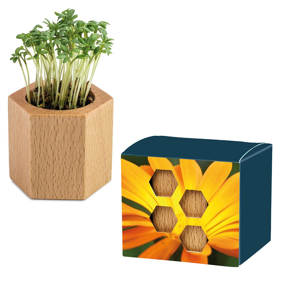 Pflanz-Holz Hexagon mit Samen, Ringelblume