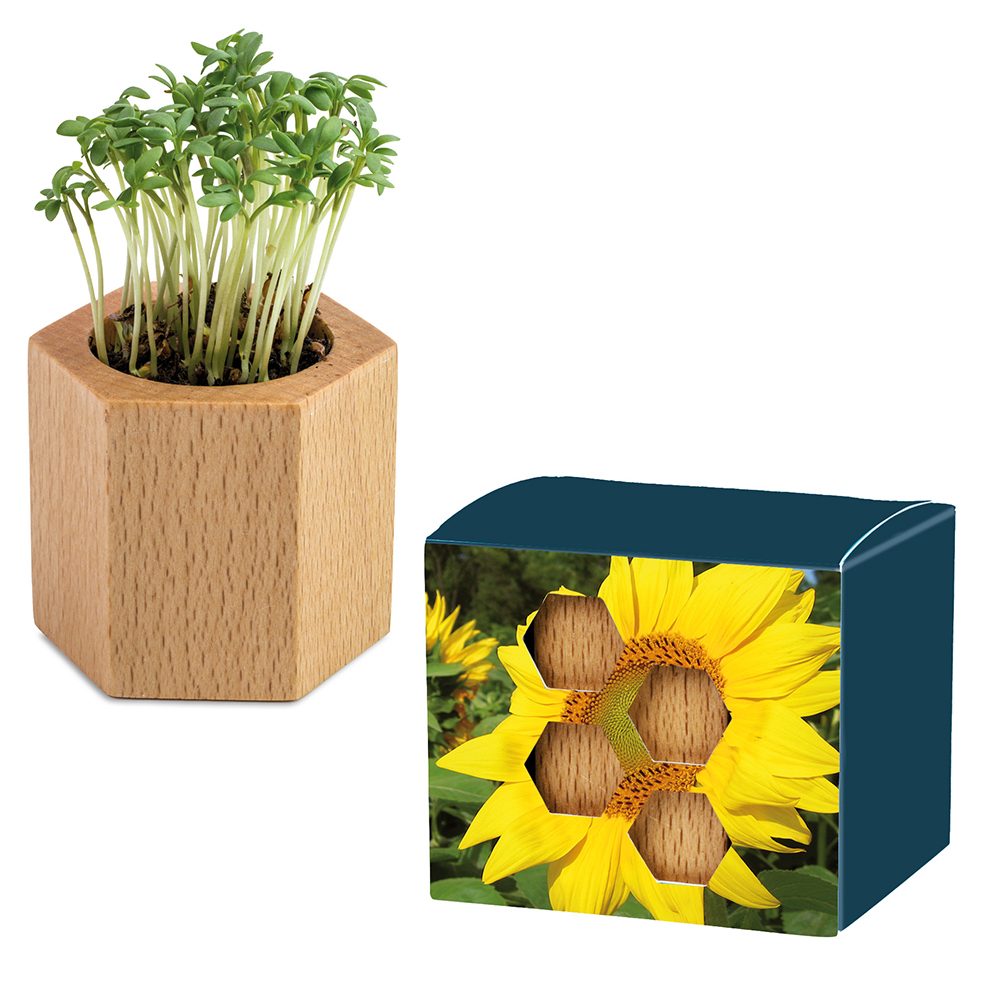 Pflanz-Holz Hexagon mit Samen, Sonnenblume