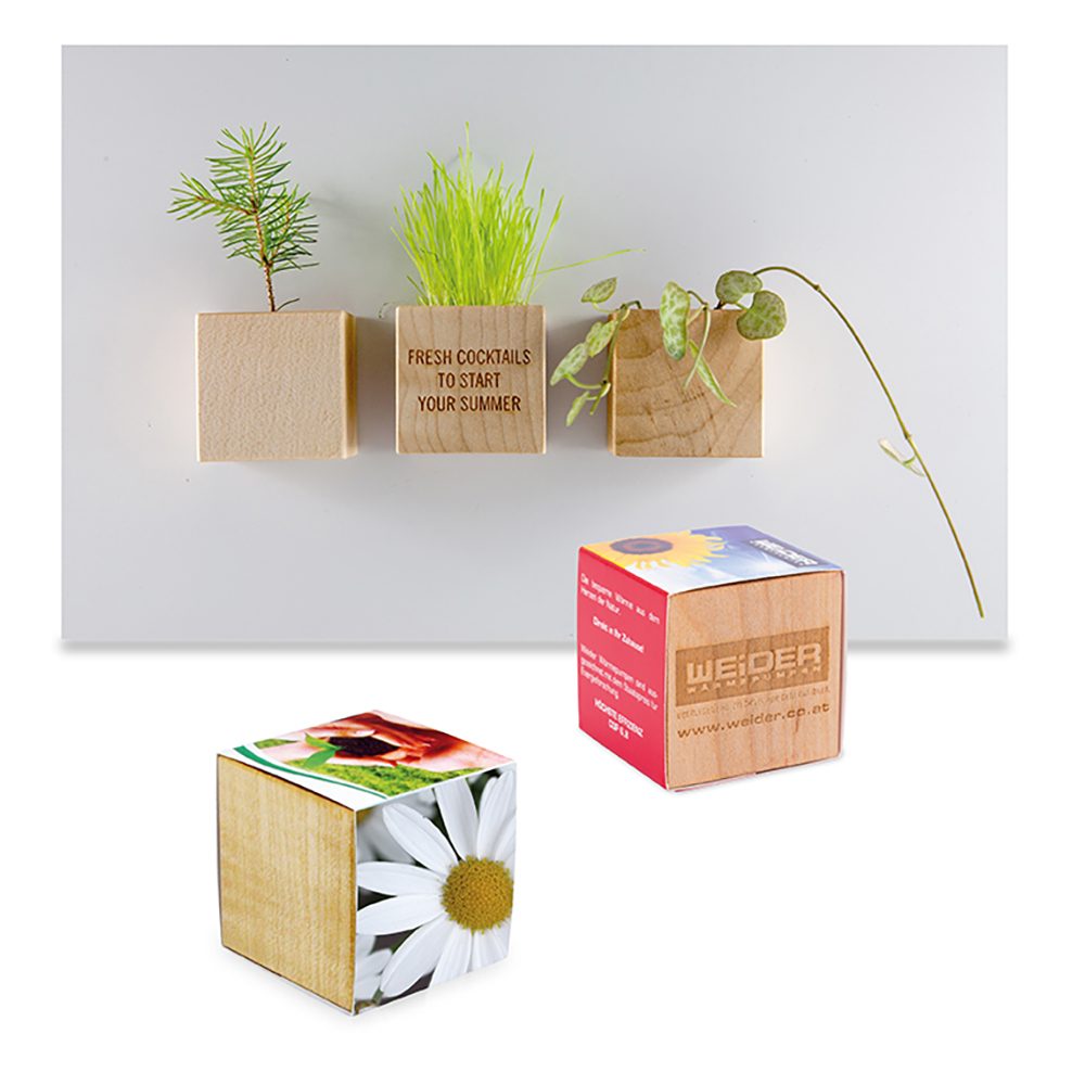 Pflanz-Holz Magnet mit Samen, Margerite
