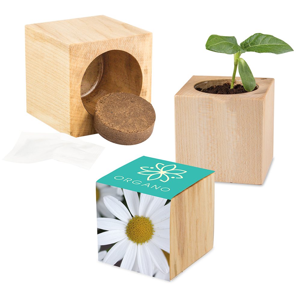 Pflanz-Holz Maxi mit Samen, Margerite
