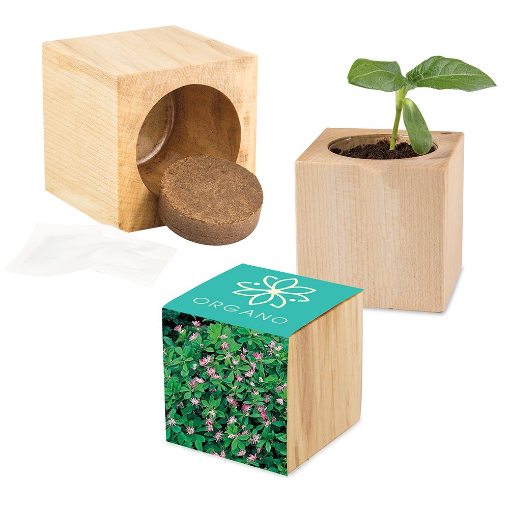 Pflanz-Holz Maxi mit Samen, Persischer Klee
