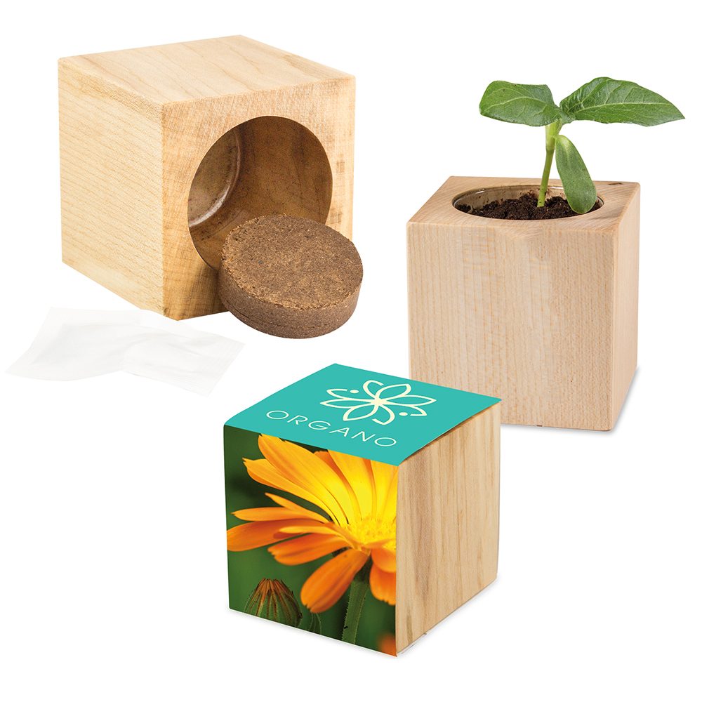 Pflanz-Holz Maxi mit Samen, Ringelblume