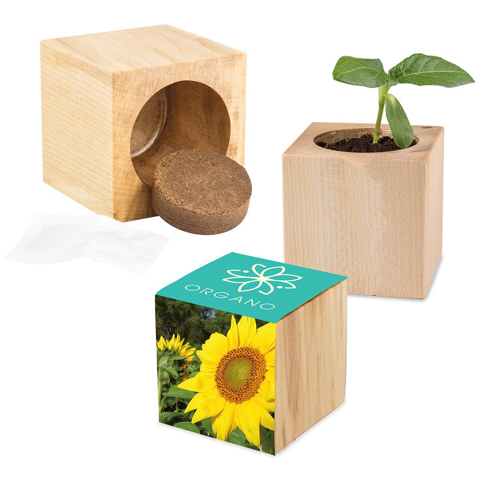 Pflanz-Holz Maxi mit Samen, Sonnenblume