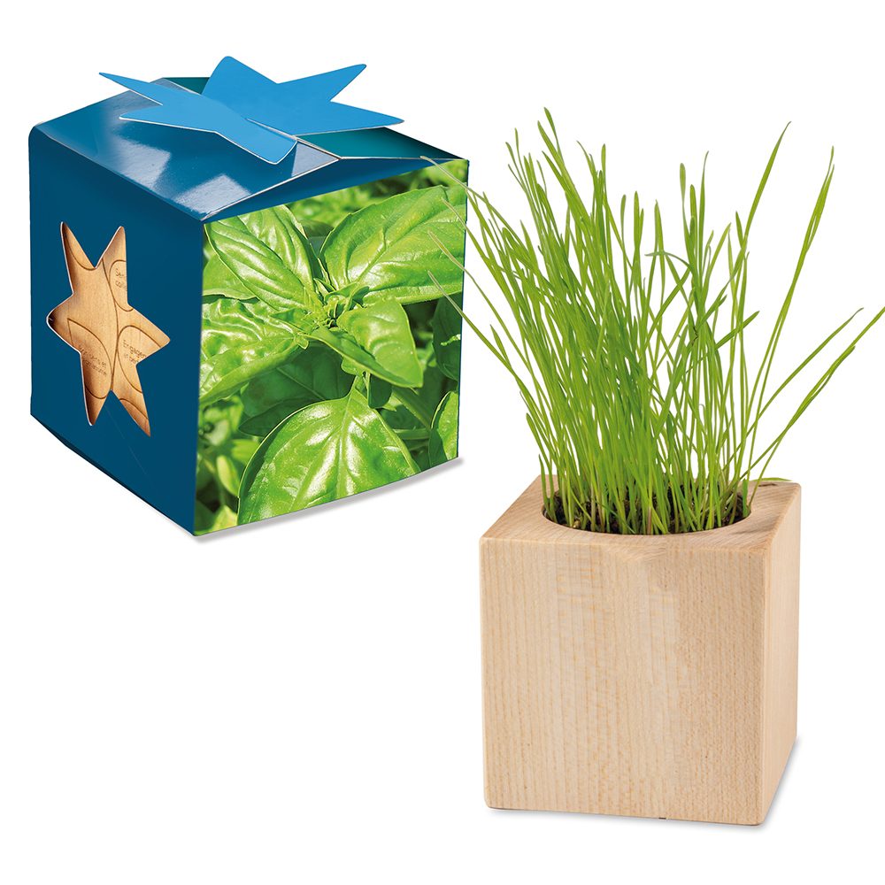 Pflanz-Holz Maxi Star-Box mit Samen, Basilikum