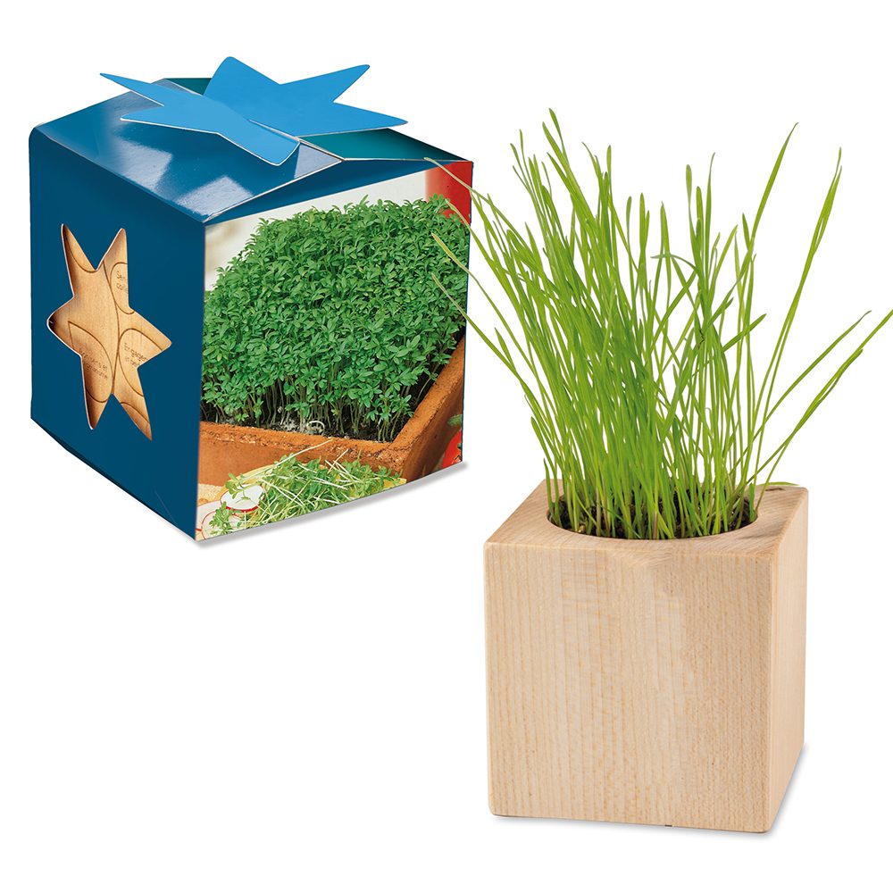 Pflanz-Holz Maxi Star-Box mit Samen, Gartenkresse