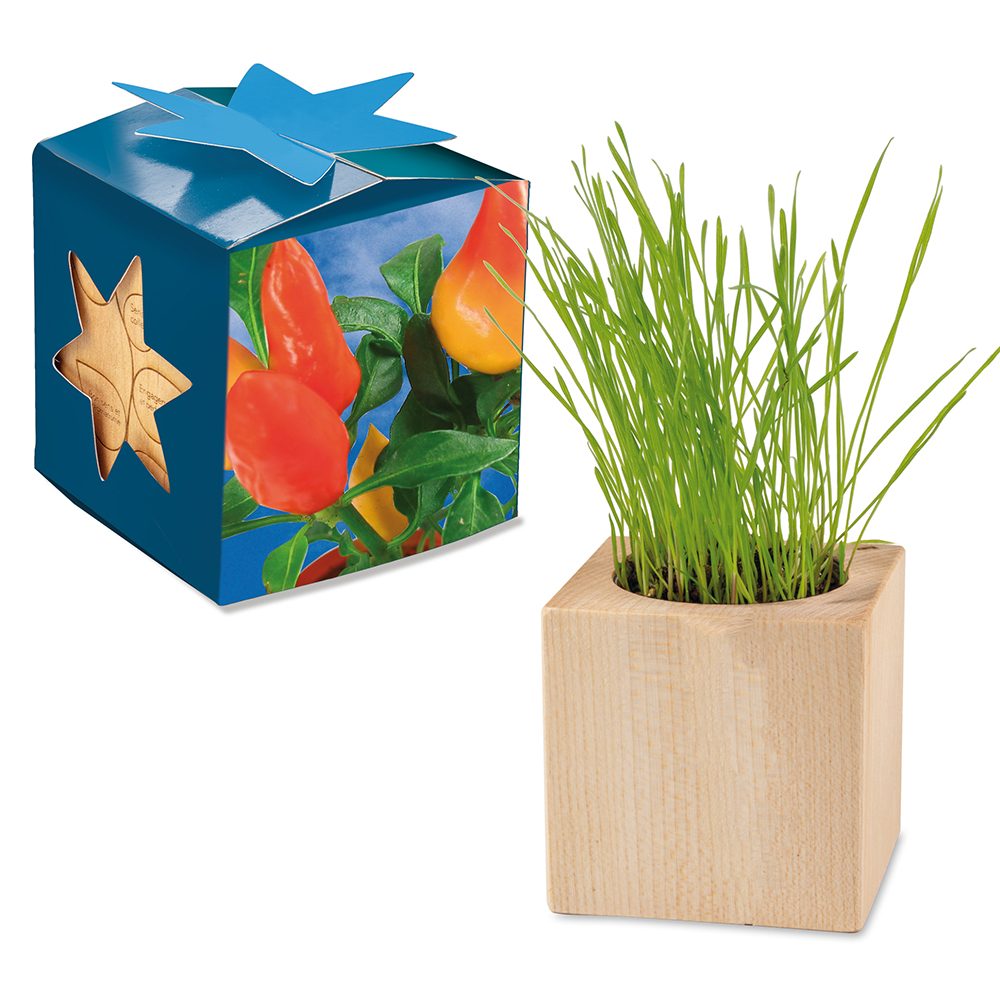 Pflanz-Holz Maxi Star-Box mit Samen, Gewürzpaprika