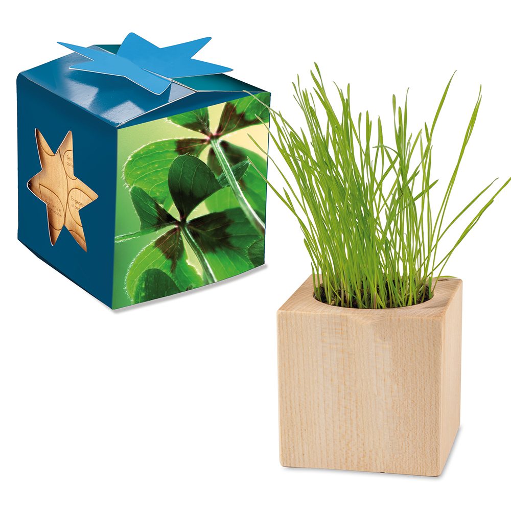 Pflanz-Holz Maxi Star-Box mit Samen, Glücksklee-Zwiebel (* Je nach Verfügbarkeit der Glücksklee-Zwiebeln)