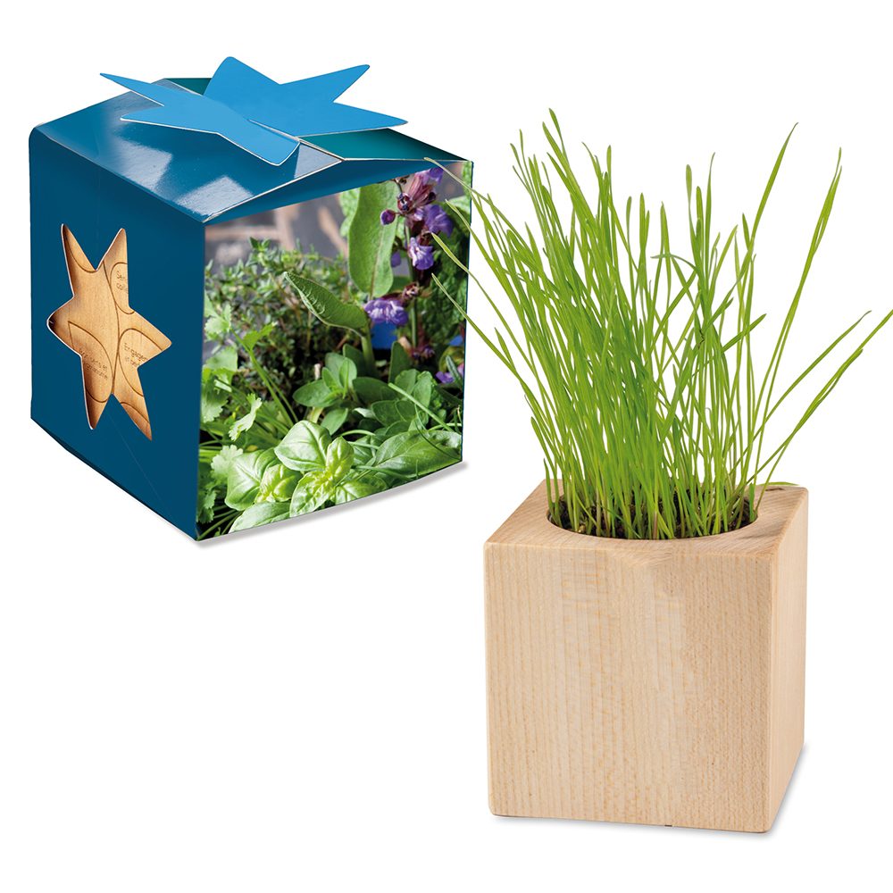Pflanz-Holz Maxi Star-Box mit Samen, Kräutermischung