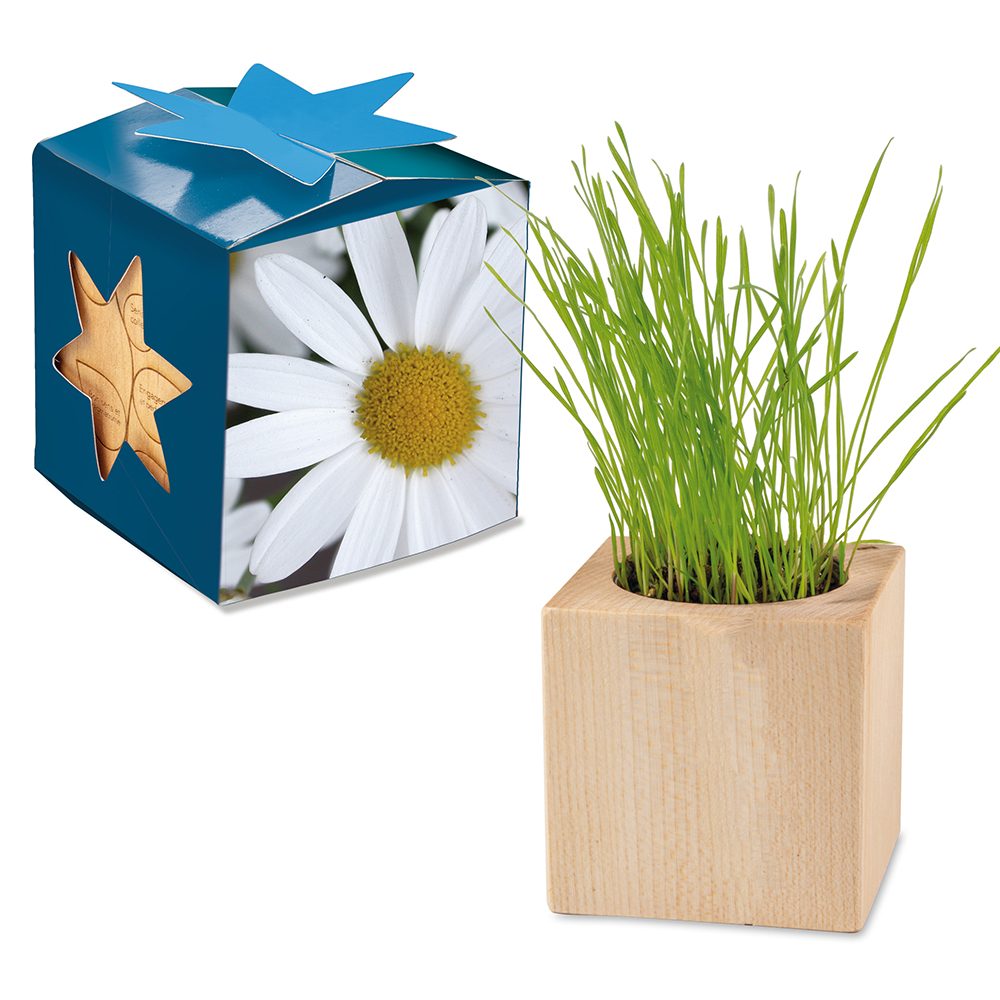 Pflanz-Holz Maxi Star-Box mit Samen, Margerite