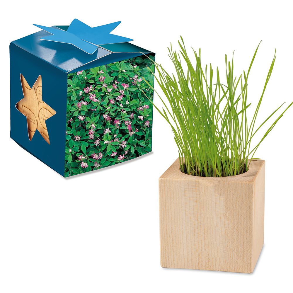 Pflanz-Holz Maxi Star-Box mit Samen, Persischer Klee
