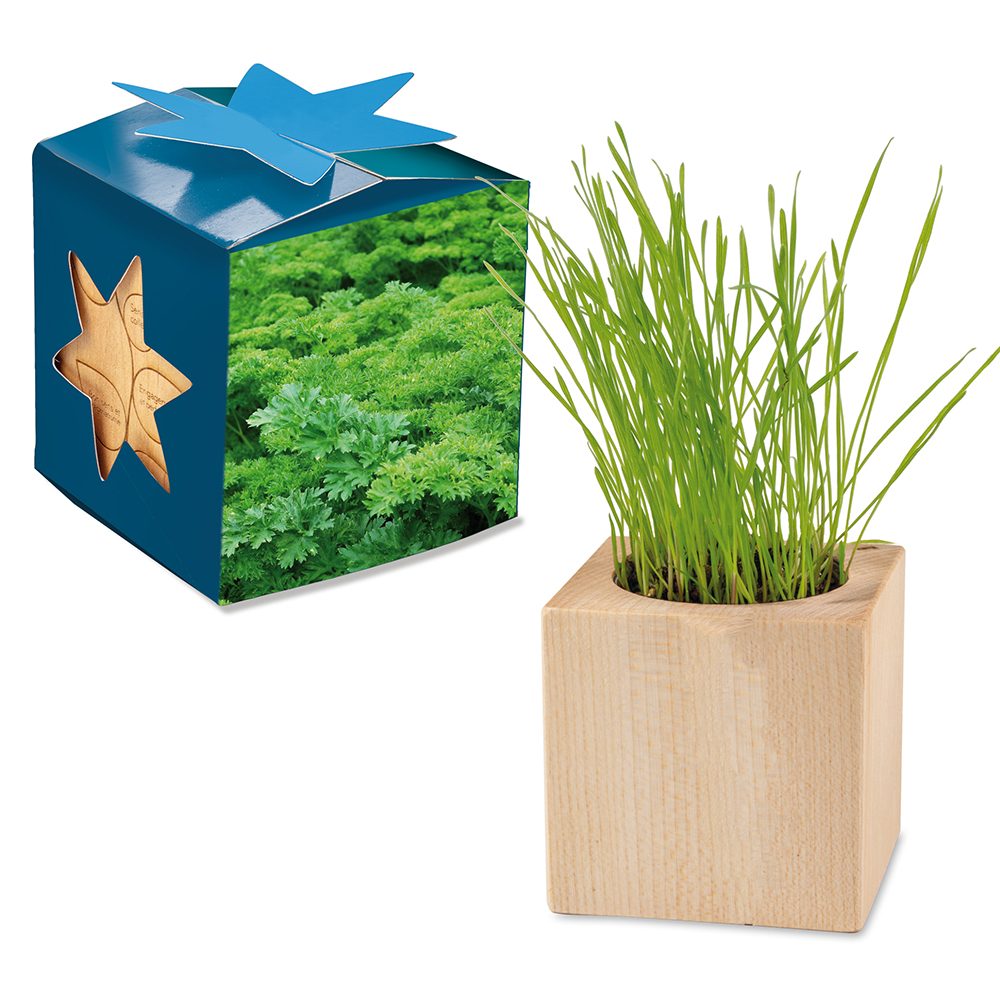 Pflanz-Holz Maxi Star-Box mit Samen, Petersilie