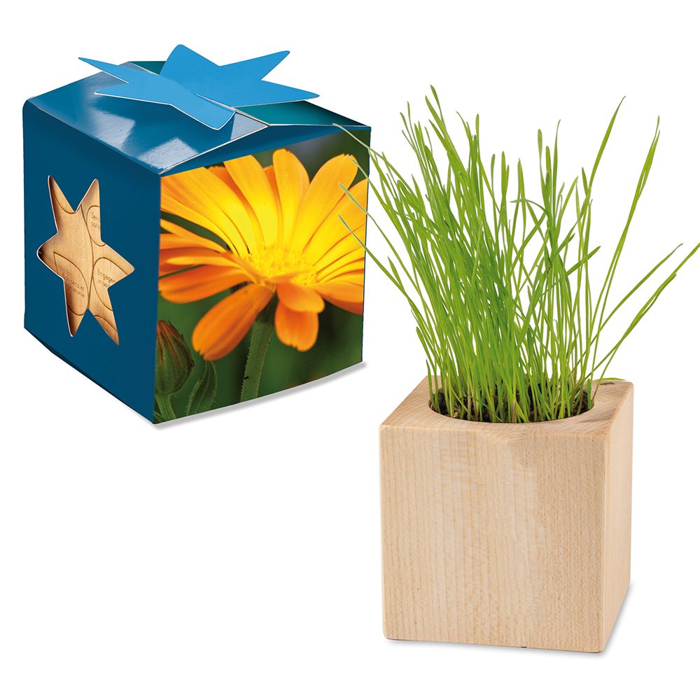 Pflanz-Holz Maxi Star-Box mit Samen, Ringelblume