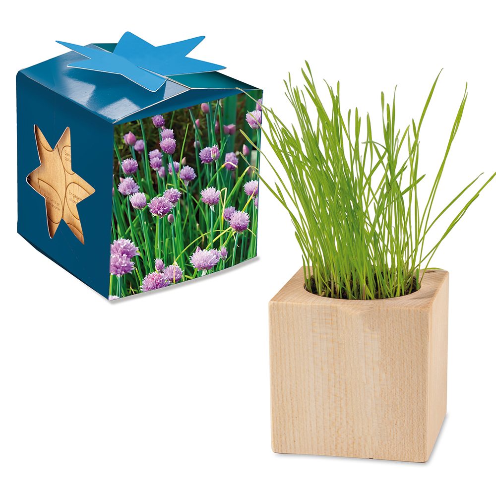 Pflanz-Holz Maxi Star-Box mit Samen, Schnittlauch