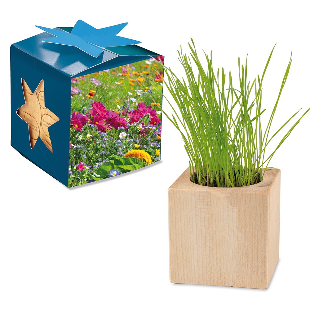 Pflanz-Holz Maxi Star-Box mit Samen, Sommerblumenmischung