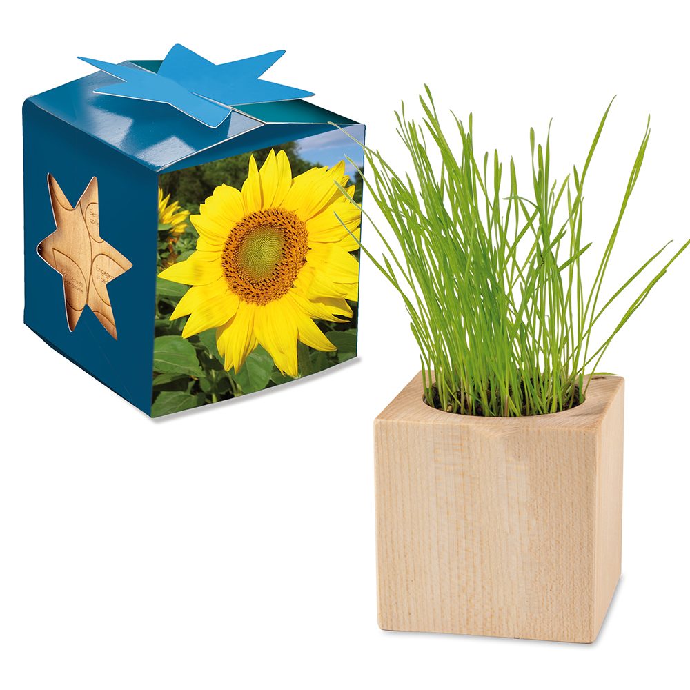 Pflanz-Holz Maxi Star-Box mit Samen, Sonnenblume