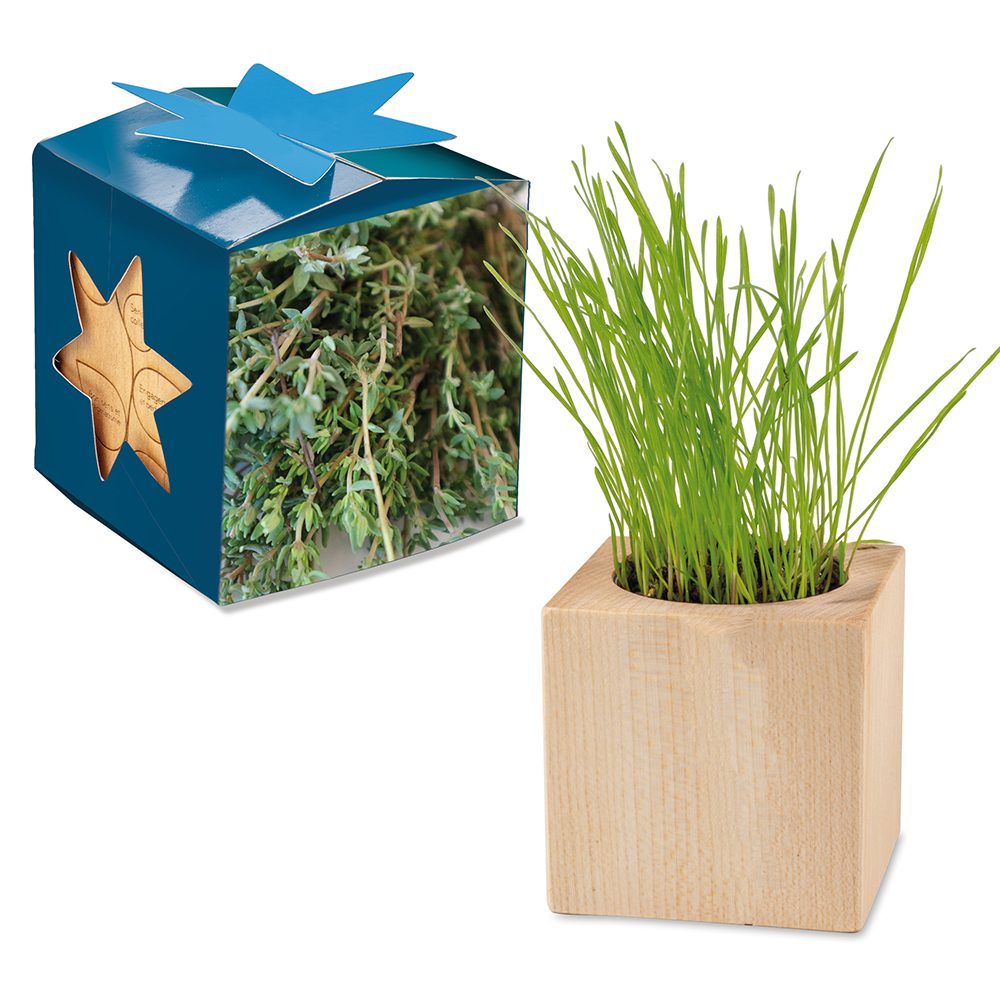 Pflanz-Holz Maxi Star-Box mit Samen, Thymian