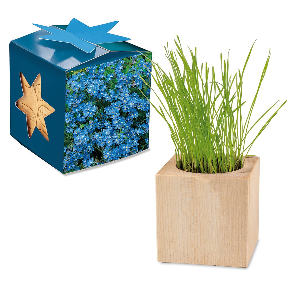 Pflanz-Holz Maxi Star-Box mit Samen, Vergissmeinnicht
