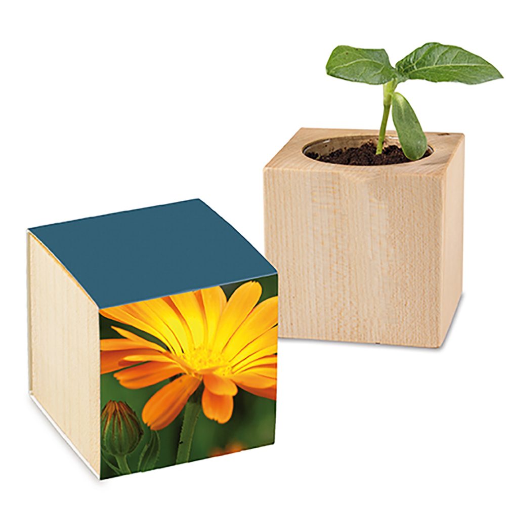 Pflanz-Holz mit Samen, Ringelblume
