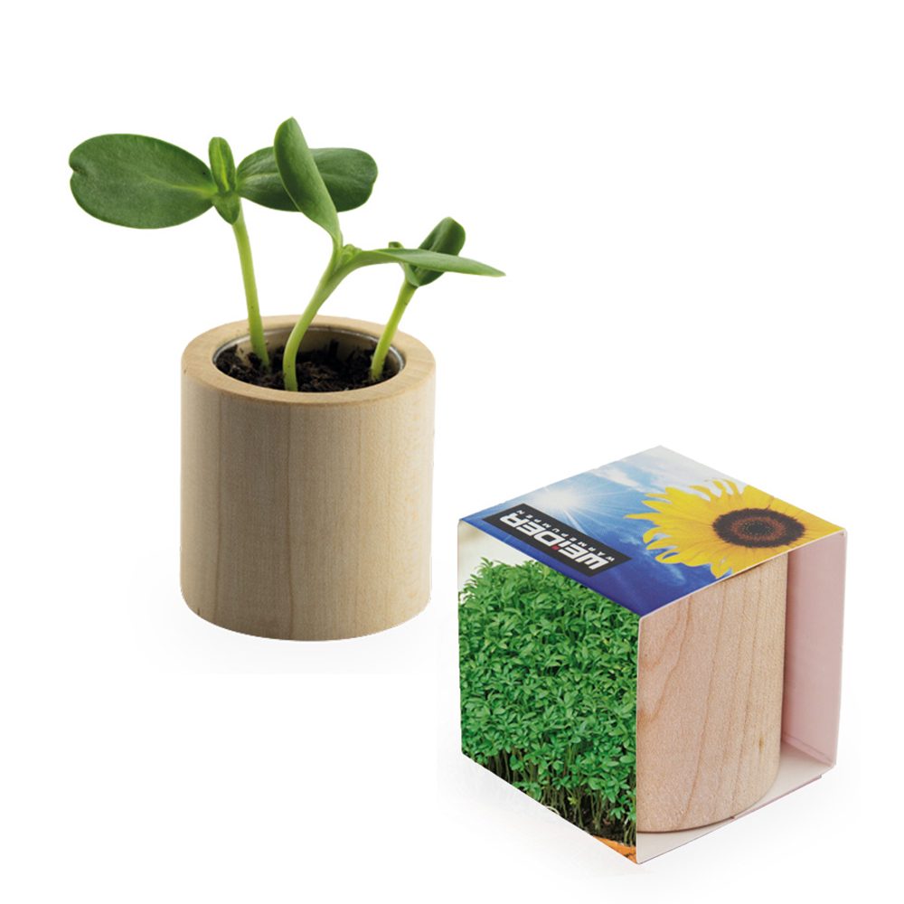 Pflanz-Holz rund mit Samen, Gartenkresse