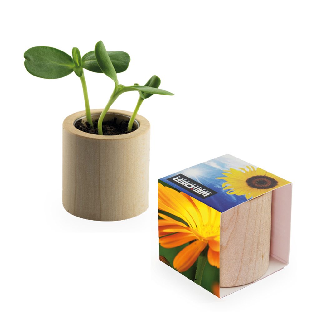 Pflanz-Holz rund mit Samen, Ringelblume