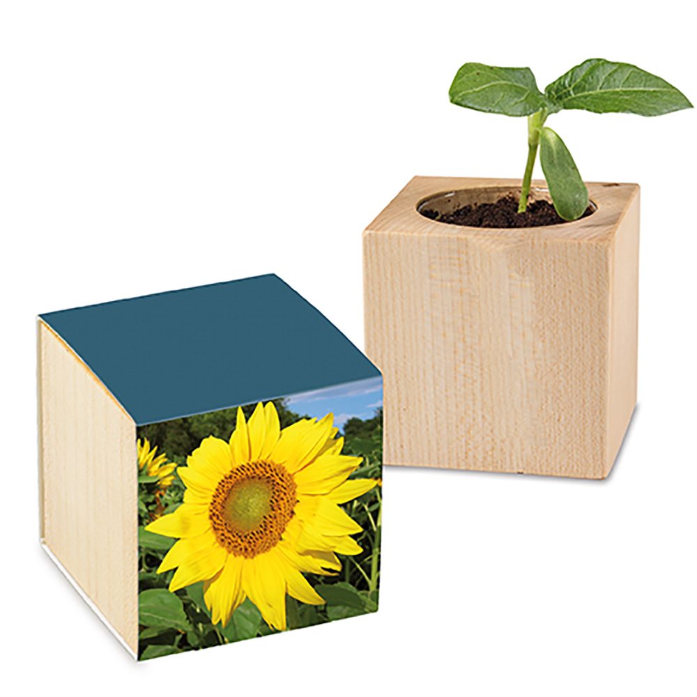Pflanz-Holz mit Samen, Sonnenblume