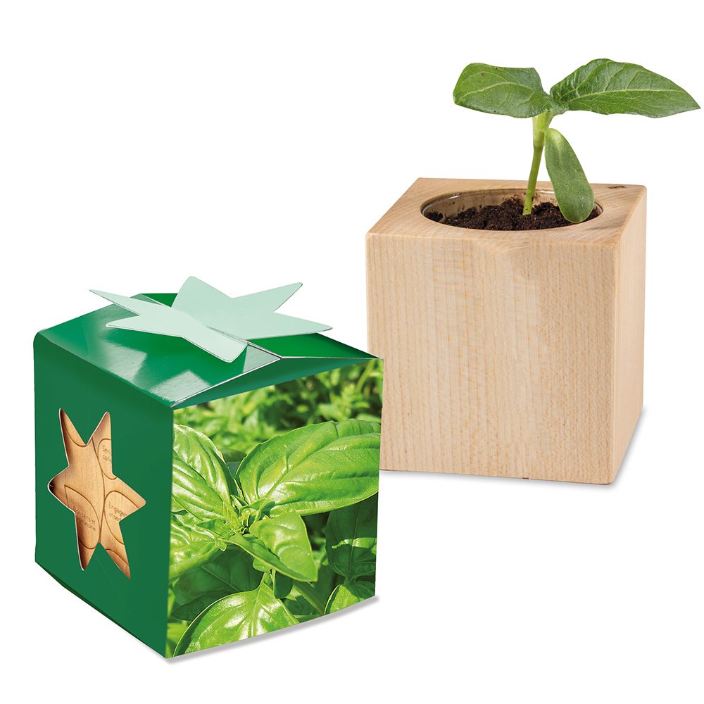 Pflanz-Holz Star-Box mit Samen, Basilikum