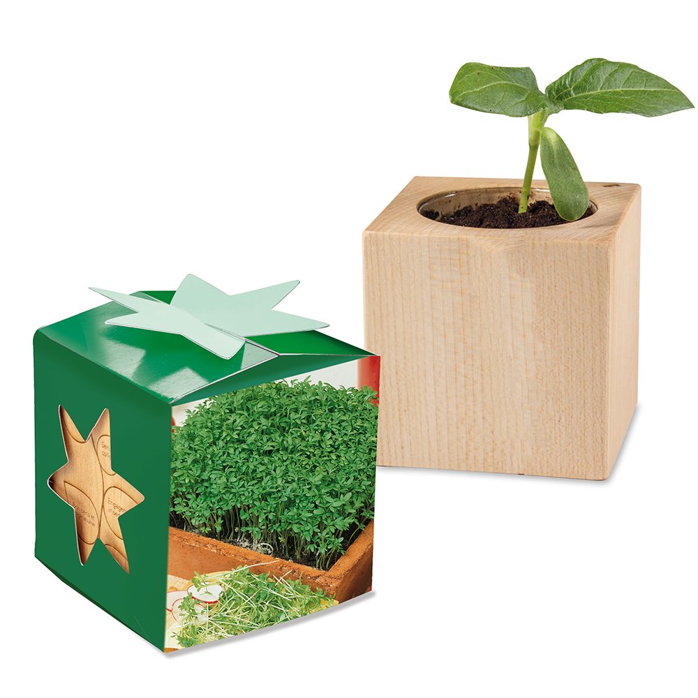 Pflanz-Holz Star-Box mit Samen, Gartenkresse