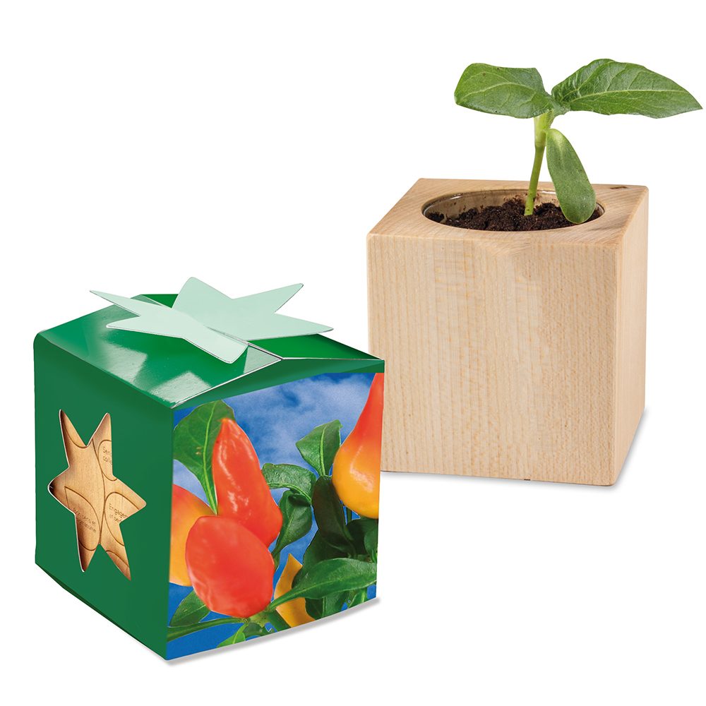 Pflanz-Holz Star-Box mit Samen, Gewürzpaprika