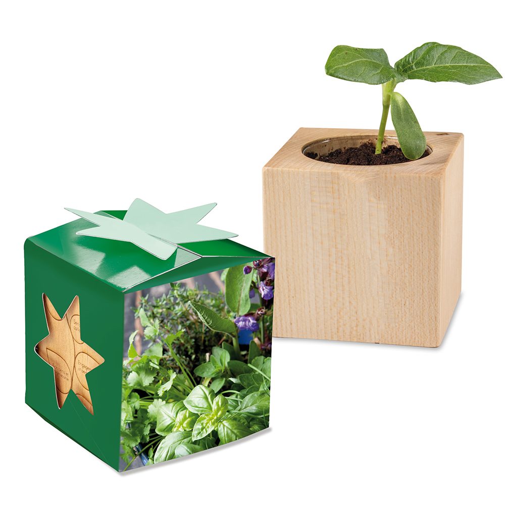 Pflanz-Holz Star-Box mit Samen, Kräutermischung