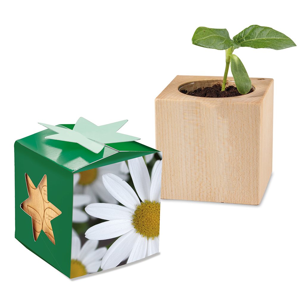 Pflanz-Holz Star-Box mit Samen, Margerite