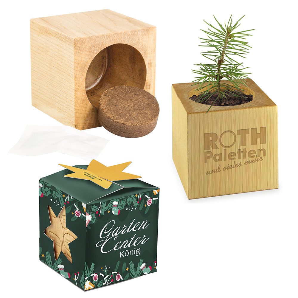 Pflanz-Holz Maxi Star-Box mit Samen, Fichte