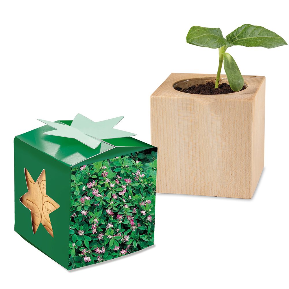 Pflanz-Holz Star-Box mit Samen, Persischer Klee