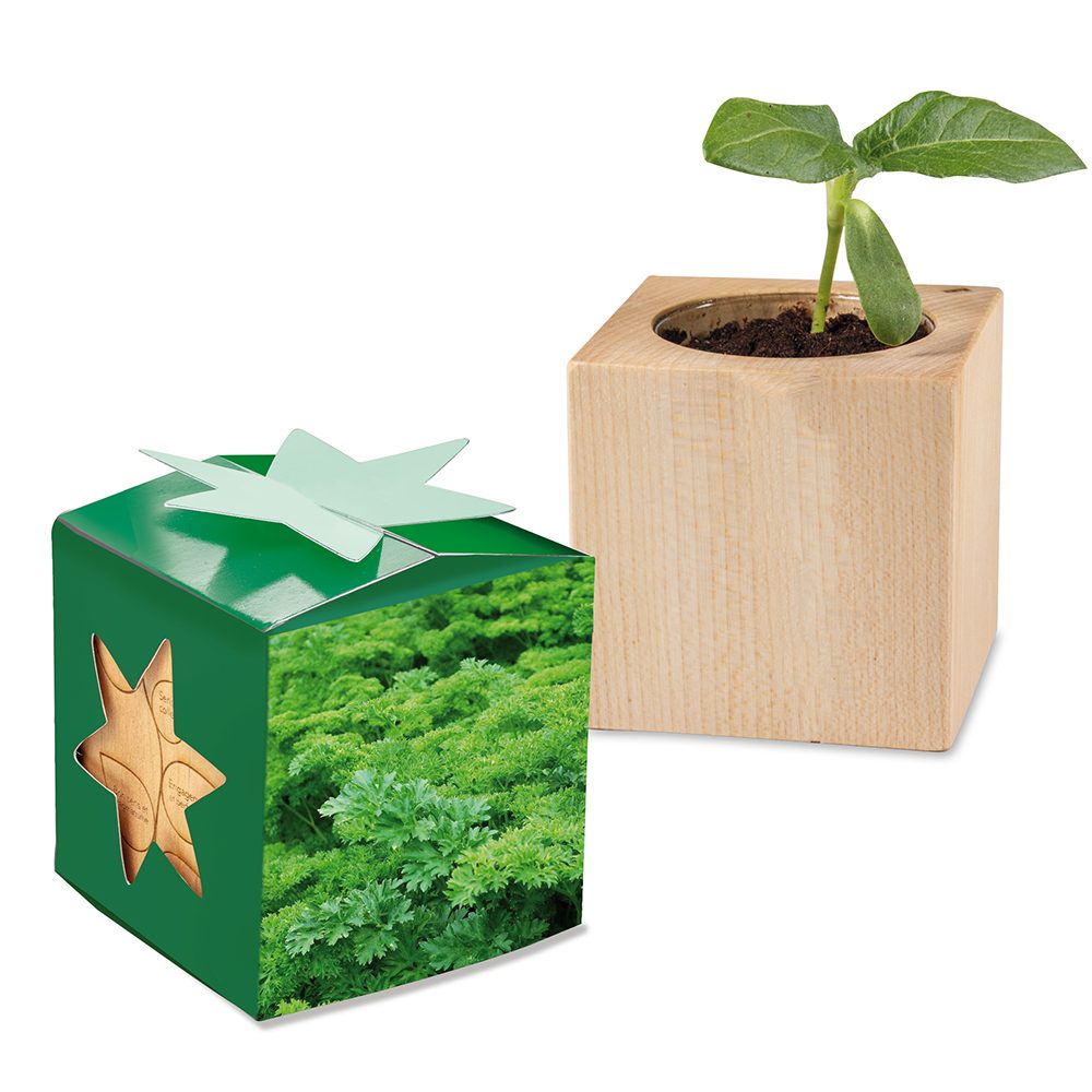 Pflanz-Holz Star-Box mit Samen, Petersilie