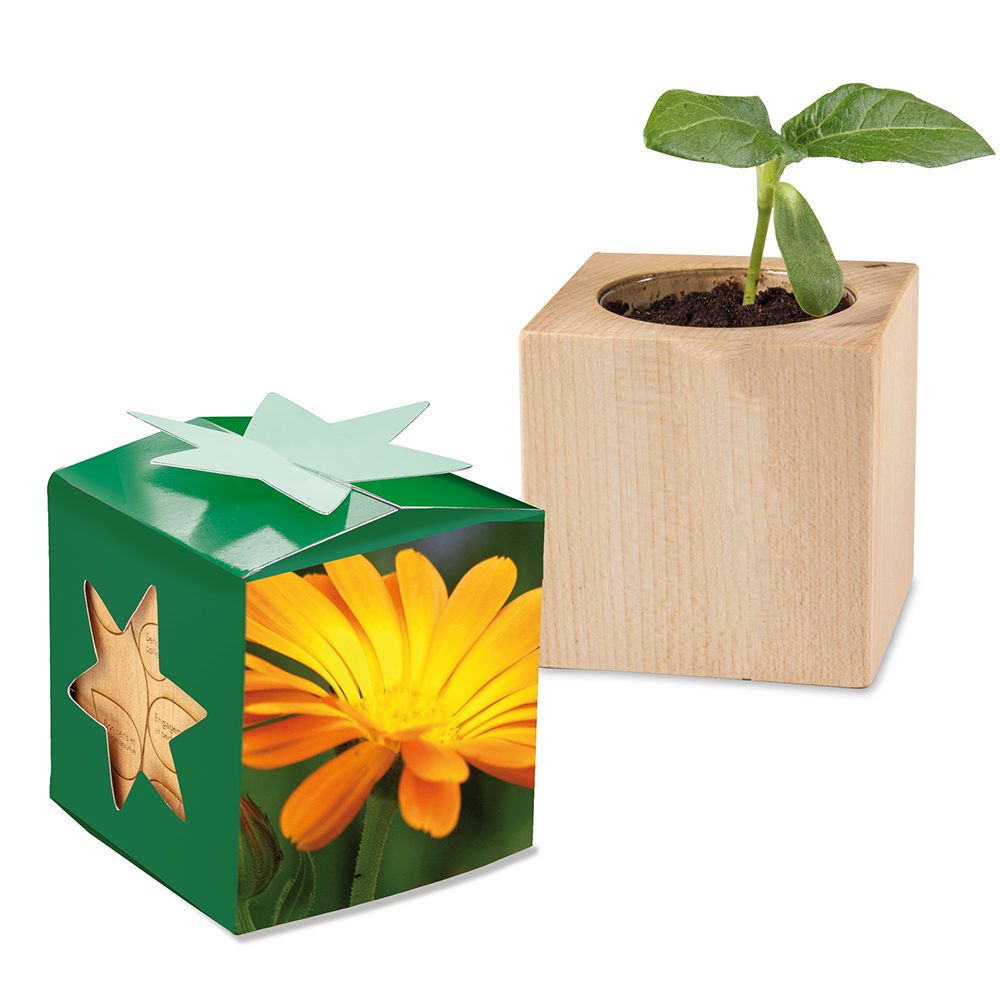 Pflanz-Holz Star-Box mit Samen, Ringelblume