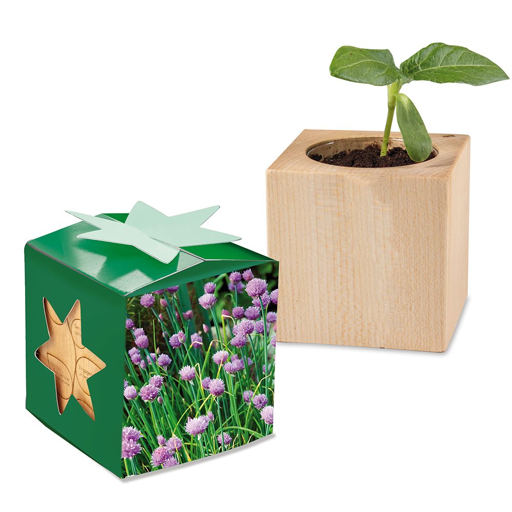 Pflanz-Holz Star-Box mit Samen, Schnittlauch
