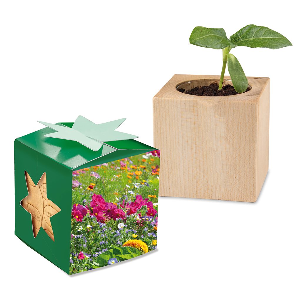 Pflanz-Holz Star-Box mit Samen, Sommerblumenmischung