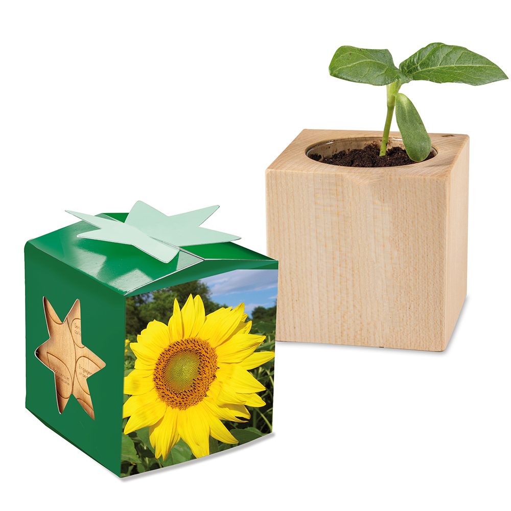 Pflanz-Holz Star-Box mit Samen, Sonnenblume