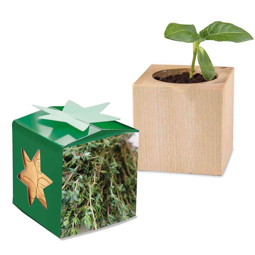Pflanz-Holz Star-Box mit Samen, Thymian
