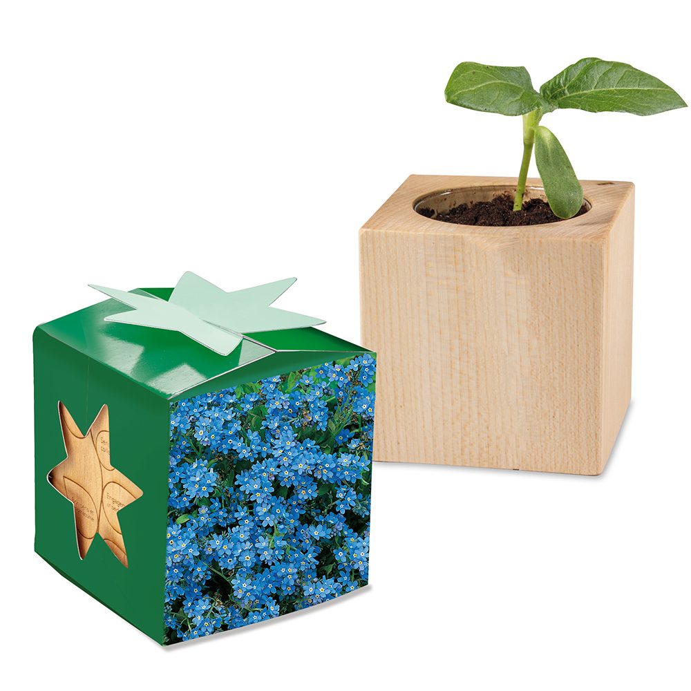 Pflanz-Holz Star-Box mit Samen, Vergissmeinnicht