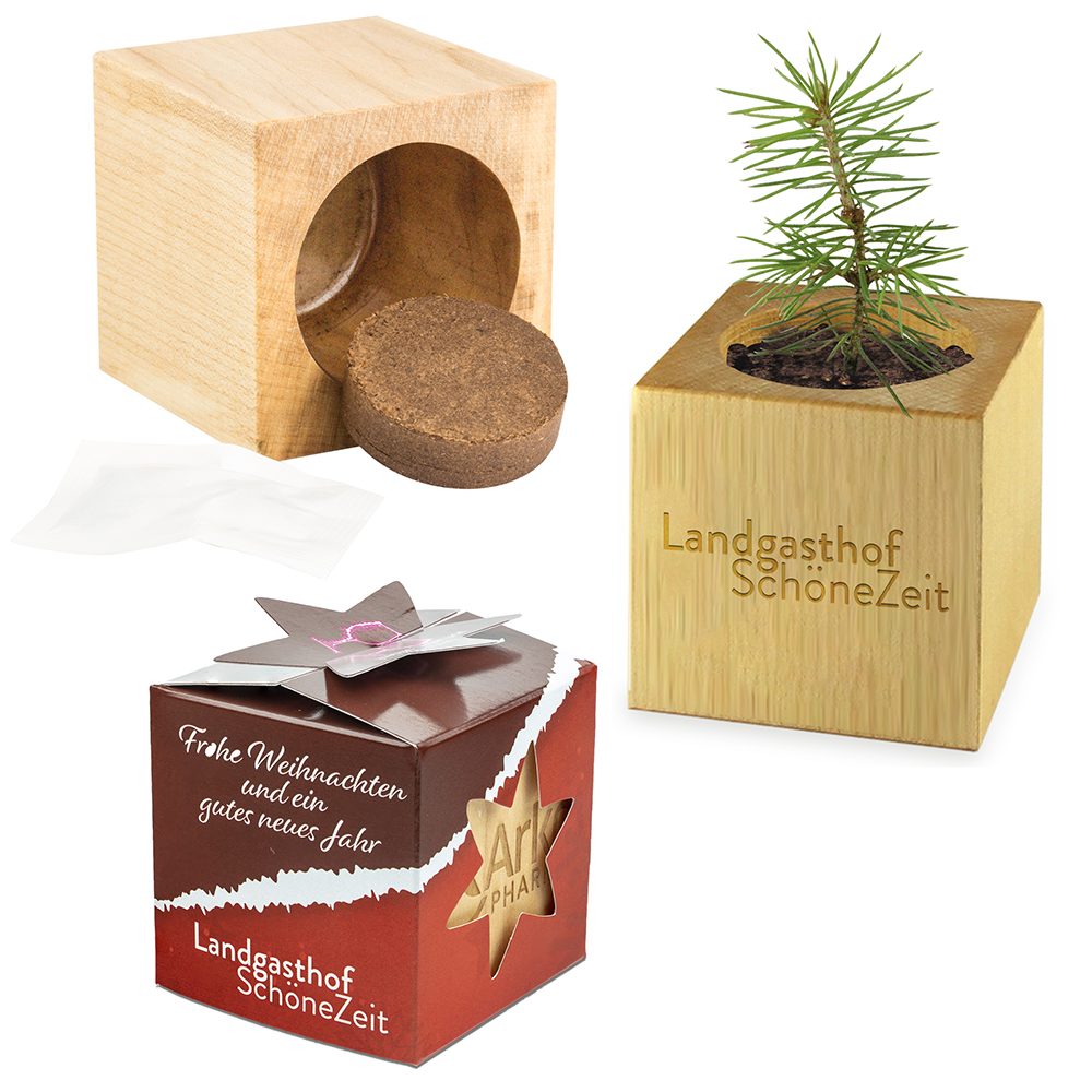 Pflanz-Holz Star-Box Xmas mit Fichtensamen, emotion factory