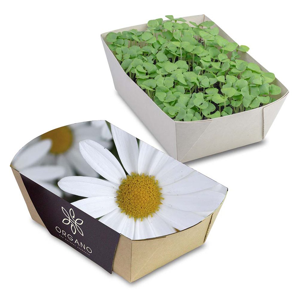 Pflanz-Schale mit Samen, Margerite