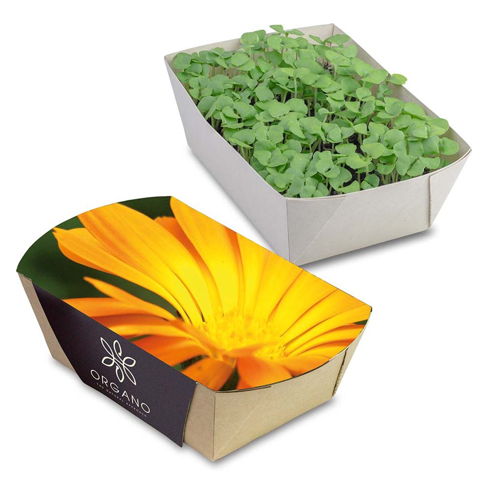 Pflanz-Schale mit Samen, Ringelblume