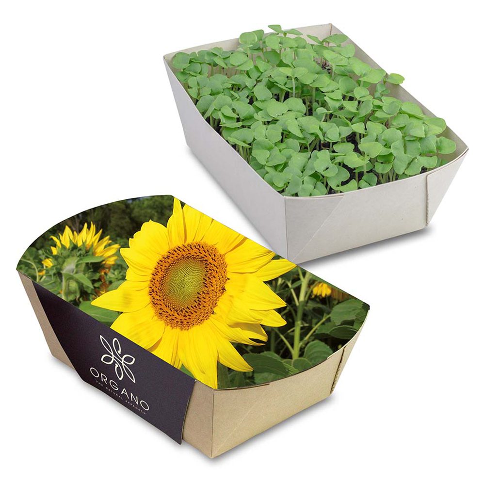 Pflanz-Schale mit Samen, Sonnenblume