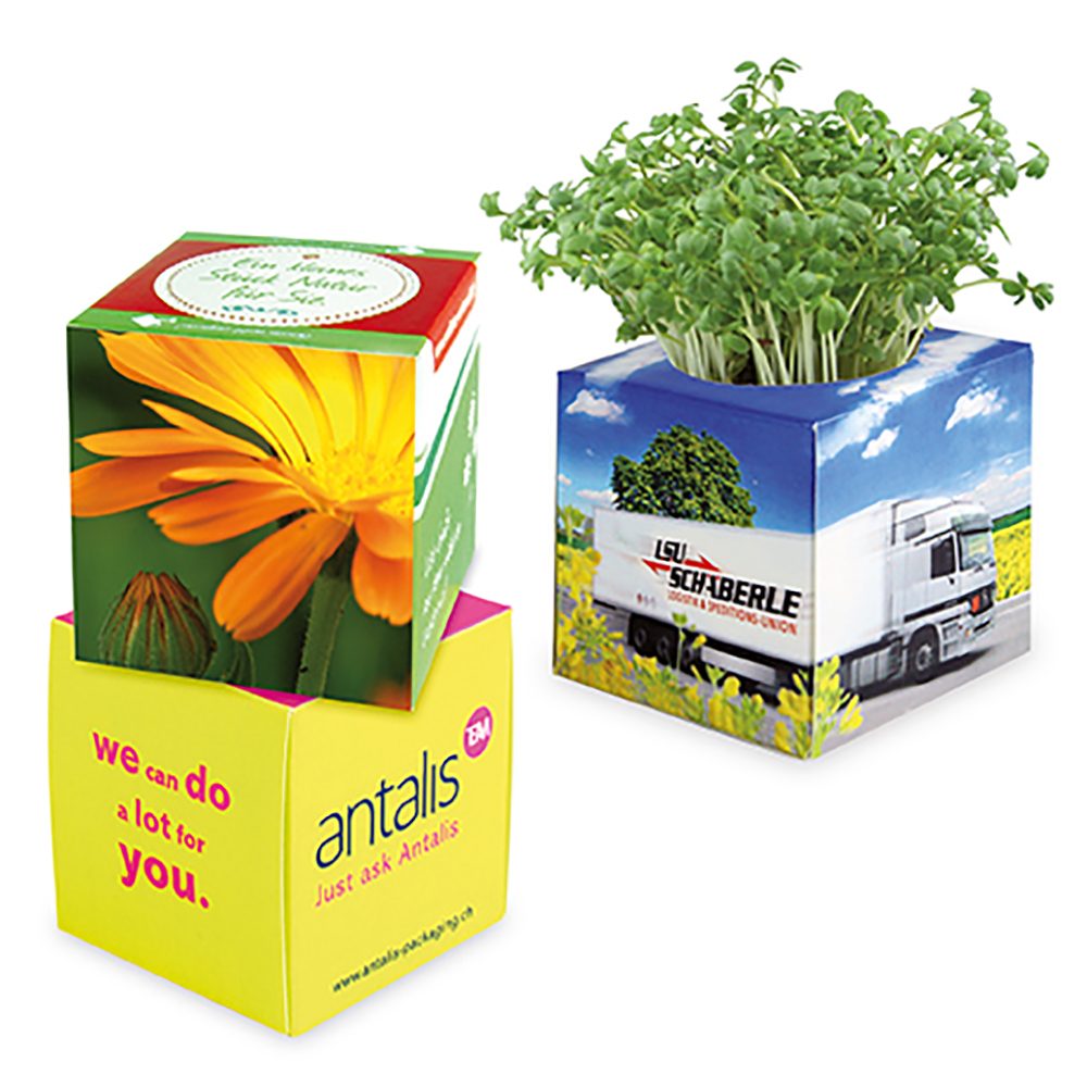 Pflanz-Würfel 2.0 mit Samen, Ringelblume