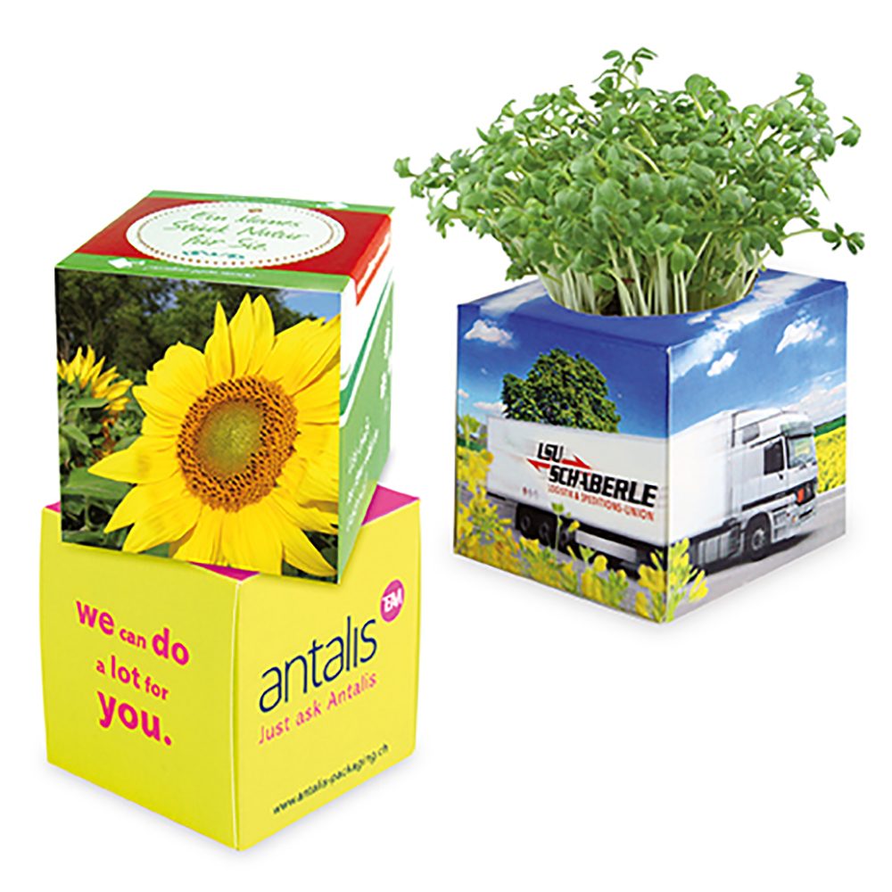 Pflanz-Würfel 2.0 mit Samen, Sonnenblume