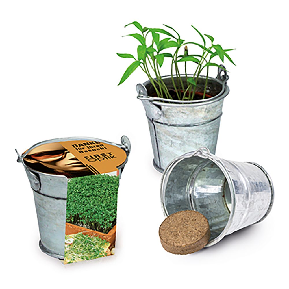 Pflanzeimerchen mit Samen, Gartenkresse