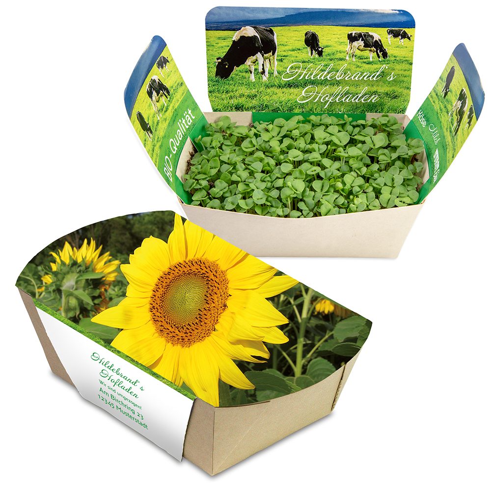Pflanzodrom mit Samen, Sonnenblume