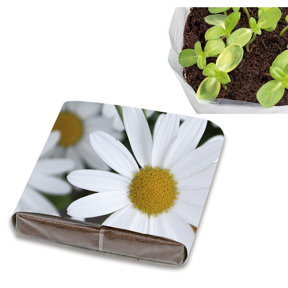 PopUp Anzuchterde mit Samen, Margerite