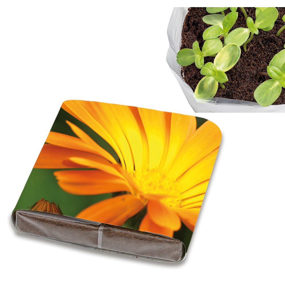 PopUp Anzuchterde mit Samen, Ringelblume
