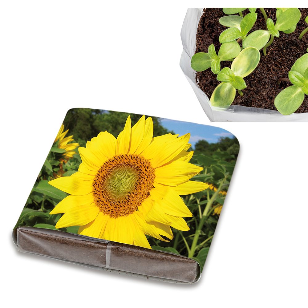 PopUp Anzuchterde mit Samen, Sonnenblume